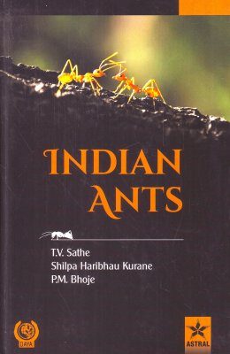 Indian Ants