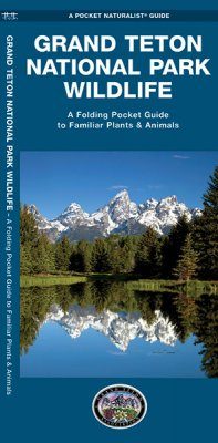 Grand Teton National Park Wildlife