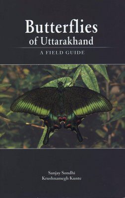 Butterflies of Uttarakhand