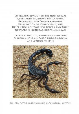 Systematic Revision of the Neotropical Club-Tailed Scorpions, Physoctonus, Rhopalurus, and Troglorhopalurus, Revalidation of Heteroctenus, and Descriptions of Two New Genera and Three New Species (Buthidae, Rhopalurusinae)