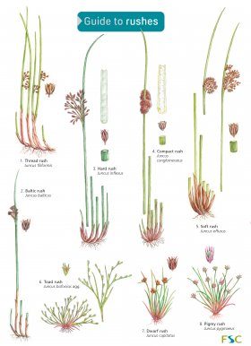 Guide to Rushes