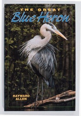The Great Blue Heron