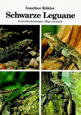 Schwarze Leguane