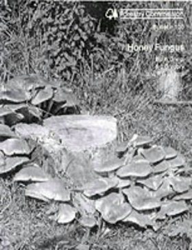 Honey Fungus