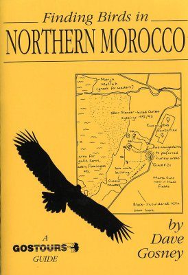 Finding Birds in Northern Morocco