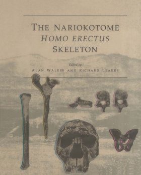 The Nariokotome Homo erectus Skeleton