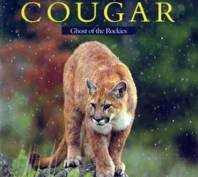 Cougar: Ghost of the Rockies