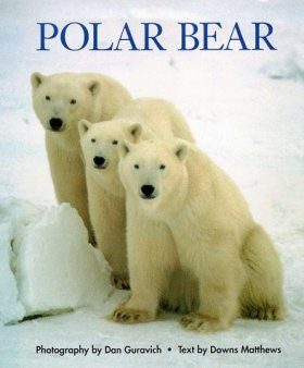 Polar Bear