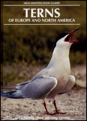 Terns of Europe and North America