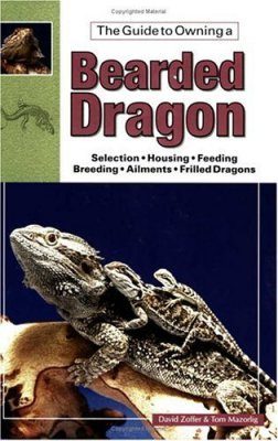 Bearded Dragons