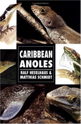 Caribbean Anoles