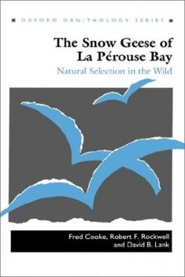 The Snow Geese of La Pérouse Bay
