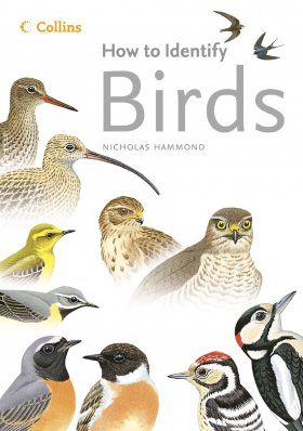 Collins How to Identify Birds