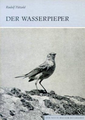 Der Wasserpieper (Water Pipit)