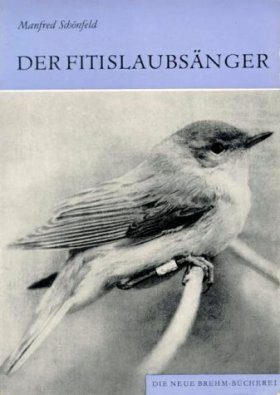 Der Fitislaubsänger (Willow Warbler)