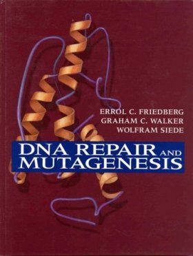 DNA Repair and Mutagenesis