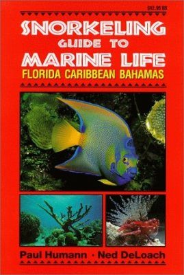 Snorkeling Guide to Marine Life