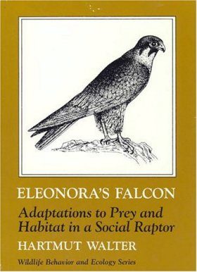 Eleonora's Falcon