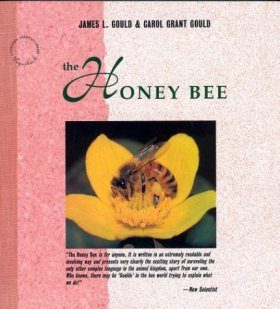 The Honey Bee