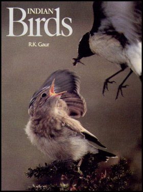 Indian Birds