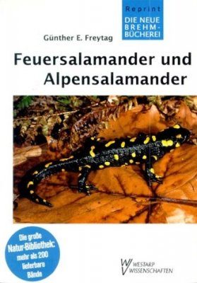 Feuersalamander und Alpensalamander