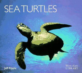 Sea Turtles