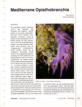 Mediterrane Opisthobranchia