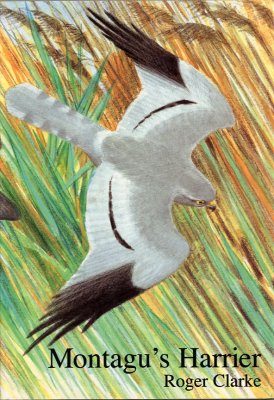 Montagu's Harrier