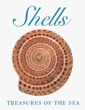 Shells: Treasures of the Sea