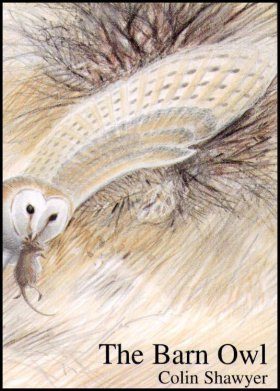 The Barn Owl