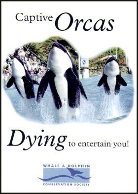 Captive Orcas