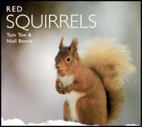 Red Squirrels