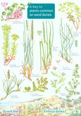A Key to Plants Common on Sand Dunes