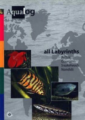 All Labyrinths