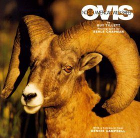 Ovis: North American Wild Sheep