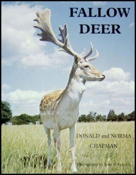 Fallow Deer