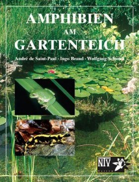 Amphibien im Gartenteich