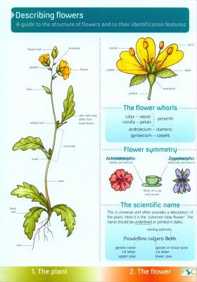 Describing Flowers