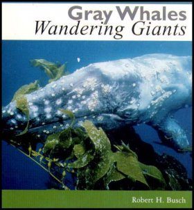Gray Whales, Wandering Giants