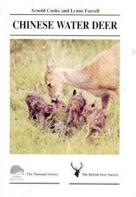 Chinese Water Deer