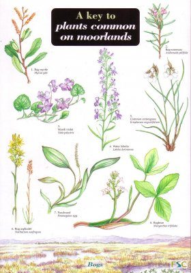 A Key to Plants Common on Moorlands
