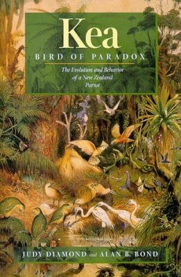 Kea, Bird of Paradox