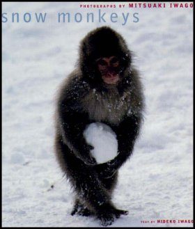 Snow Monkeys