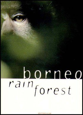 Borneo Rainforest