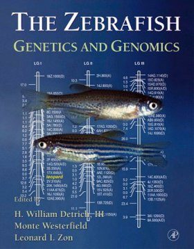 The Zebrafish