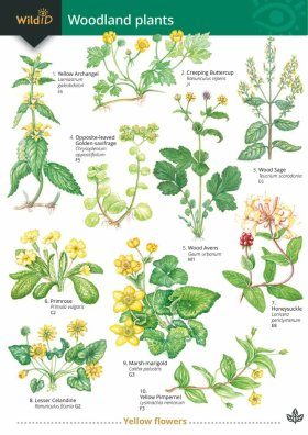 Guide to Woodland Plants