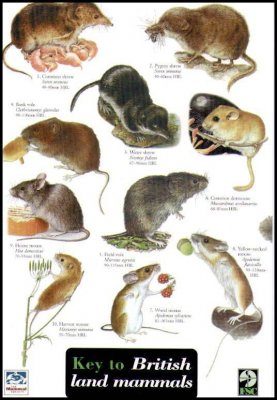 A Key to British Land Mammals