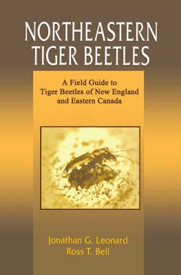 Northeastern Tiger Beetles