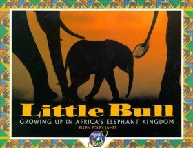 Little Bull
