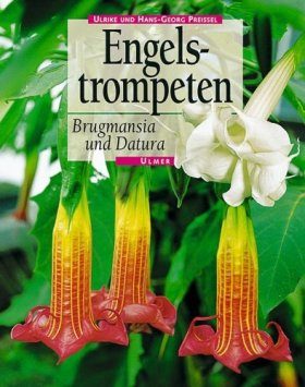 Engelstrompeten: Brugmansia und Datura